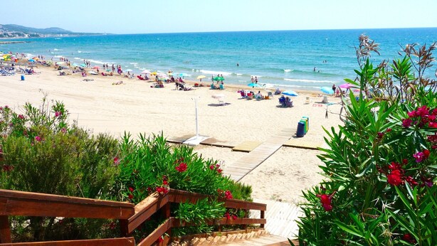 Una spiaggia con una passerella di legno che conduce alla riva, circondata da vegetazione e fiori.