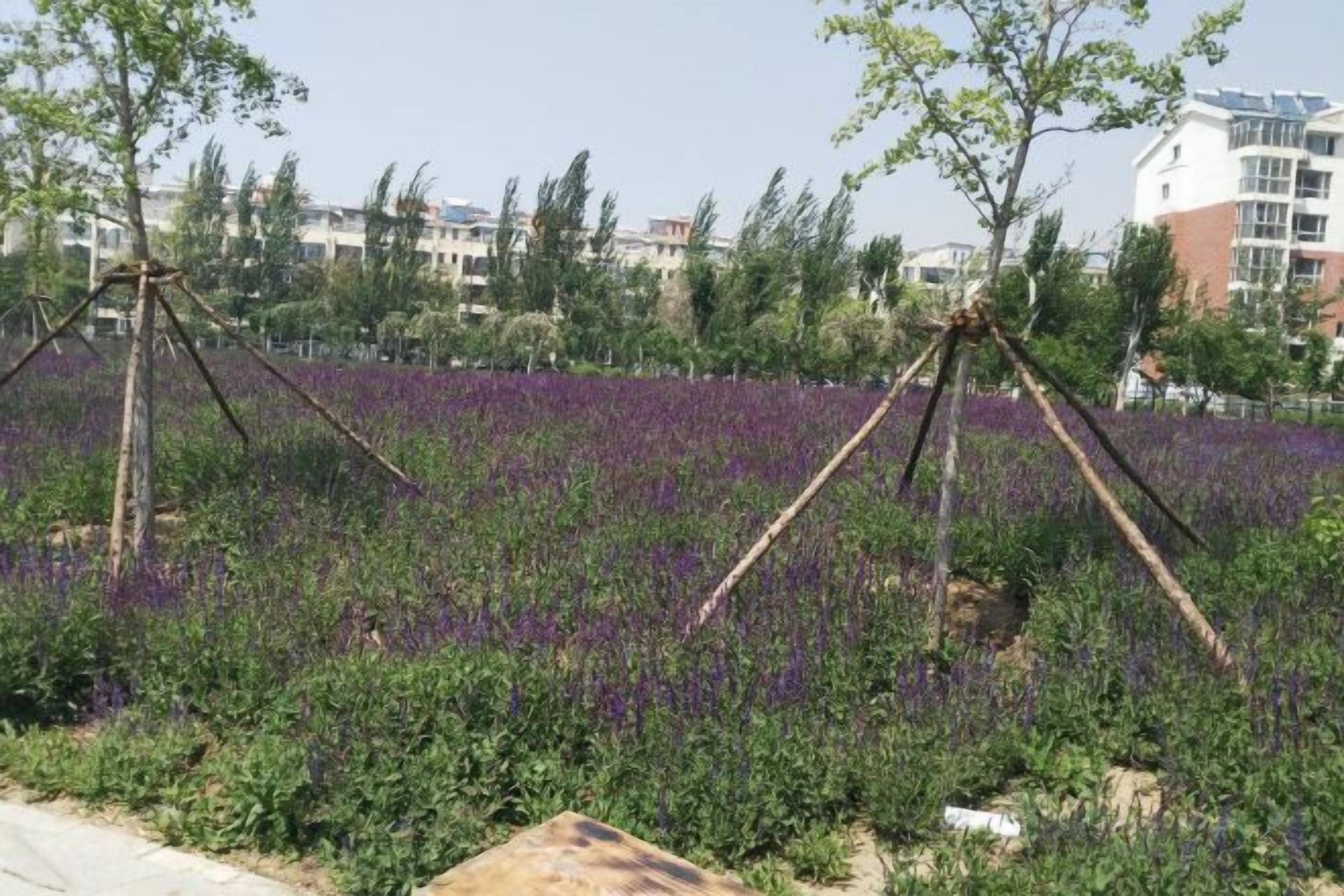 منوع