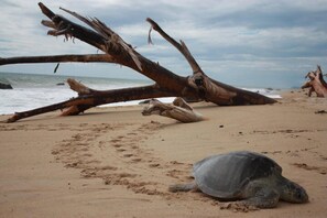 Aan het strand