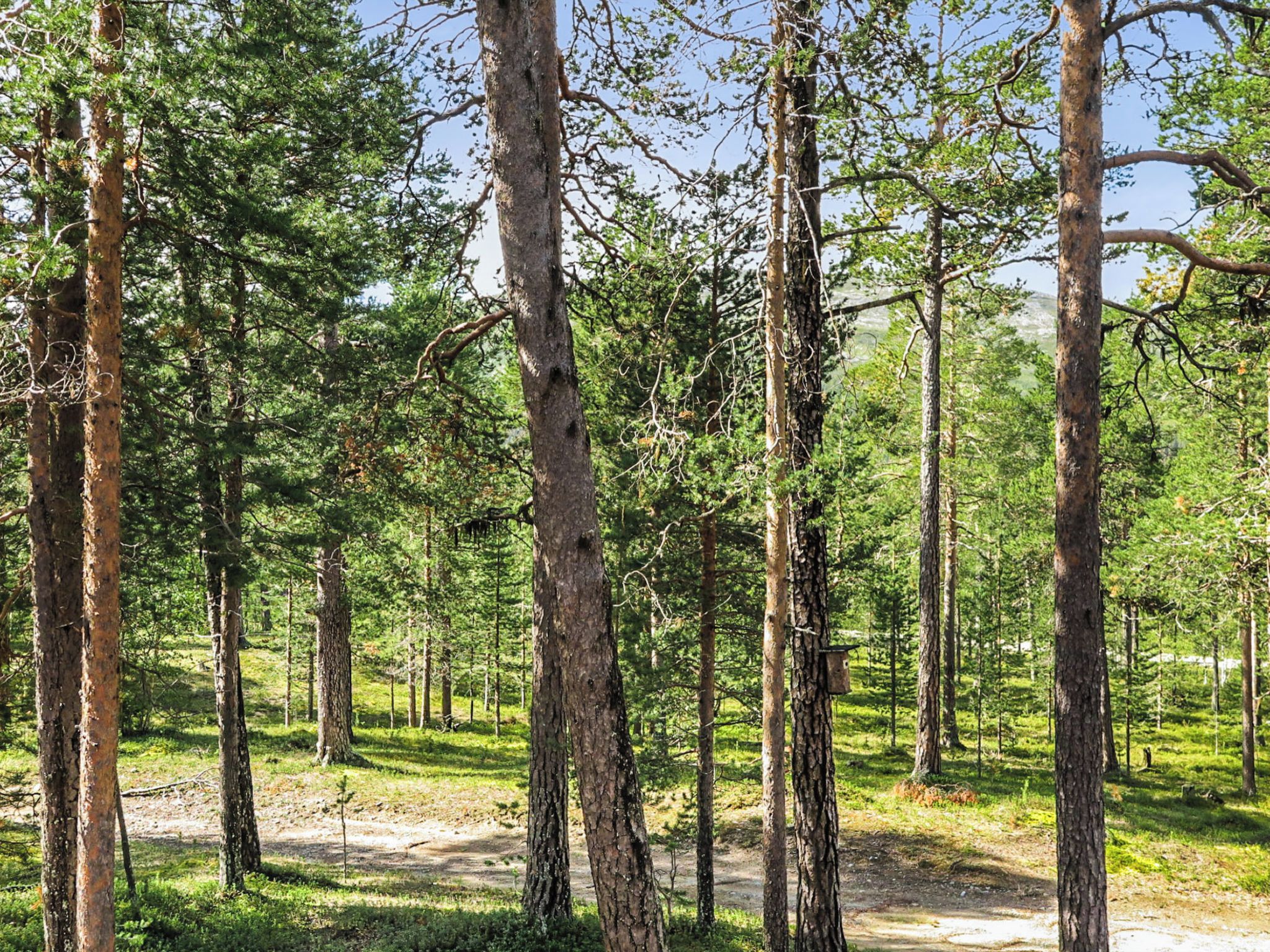 Metsä, jossa on korkeita puita ja sorainen polku.