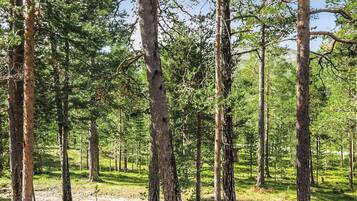 Metsä, jossa on korkeita puita ja sorainen polku.