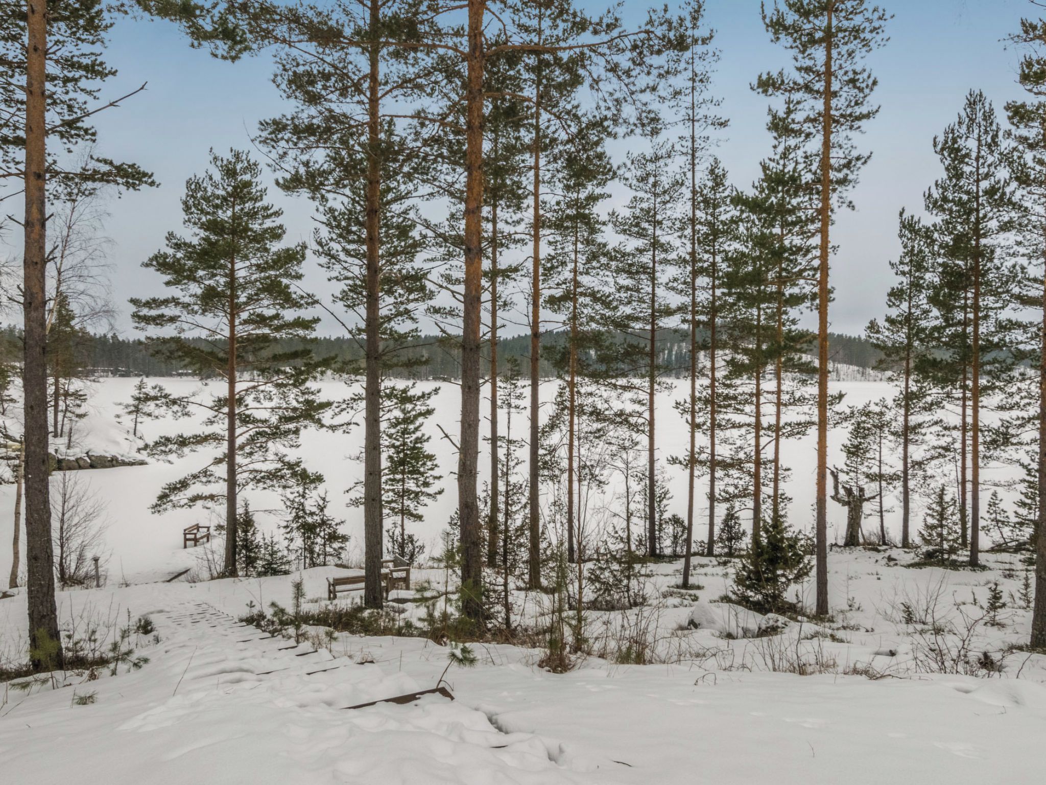 A snowy forest with tall pine trees and a bench in the foreground.