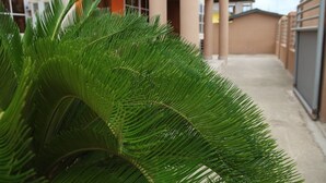 Een groene plant in detail, met een gebouw op de achtergrond.