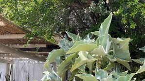 A garden with a variety of plants, including succulents and a large aloe vera plant. - Casetta Ale 20 mt from the sea (Tancau Sul Mare)