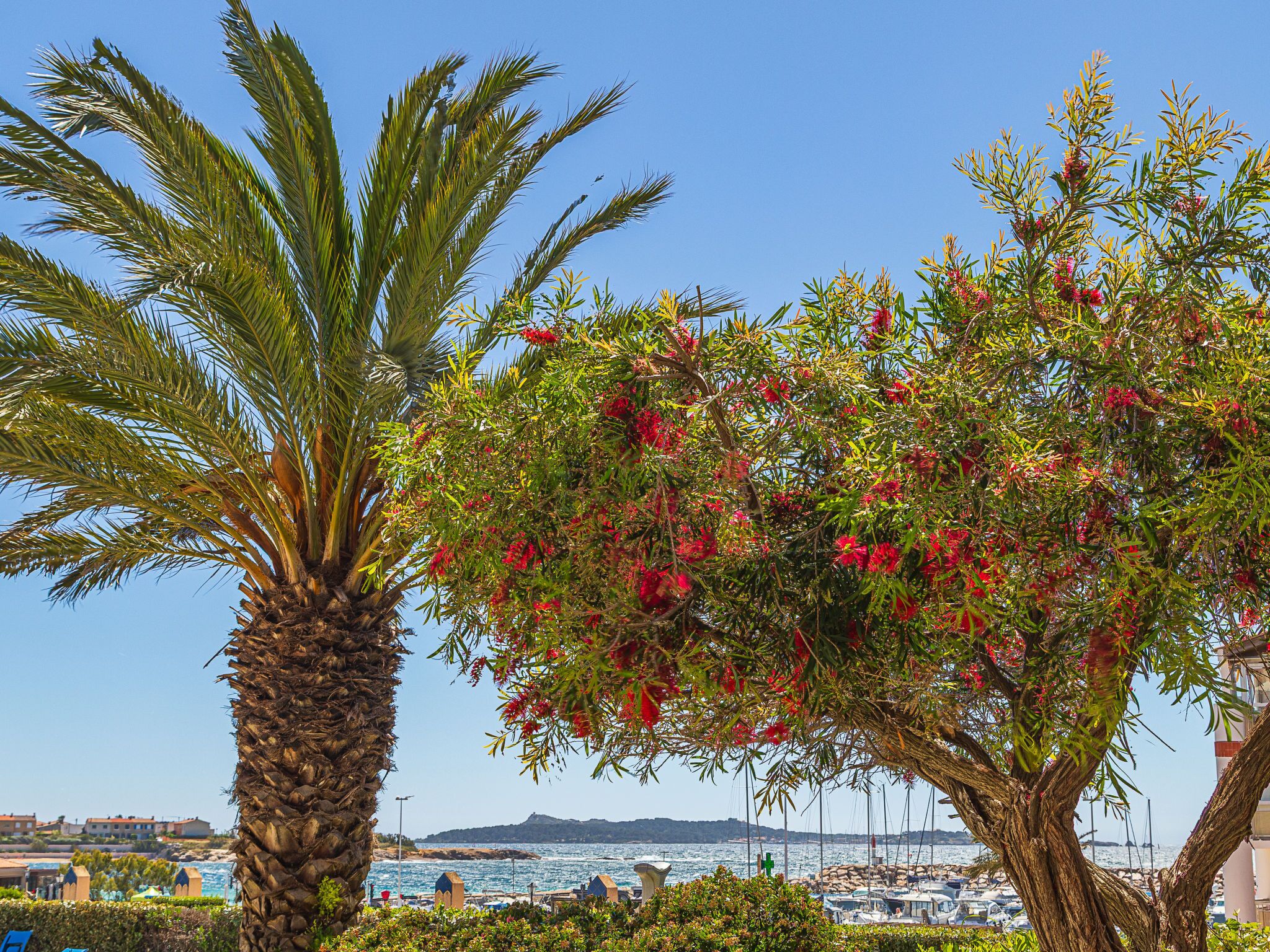 Eine Küstenansicht mit einer Palme und einem blühenden Baum, einer Marina mit Booten und einem klaren Himmel.