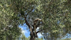 Una escalera de piedra que sube a una terraza con plantas en macetas y un árbol.