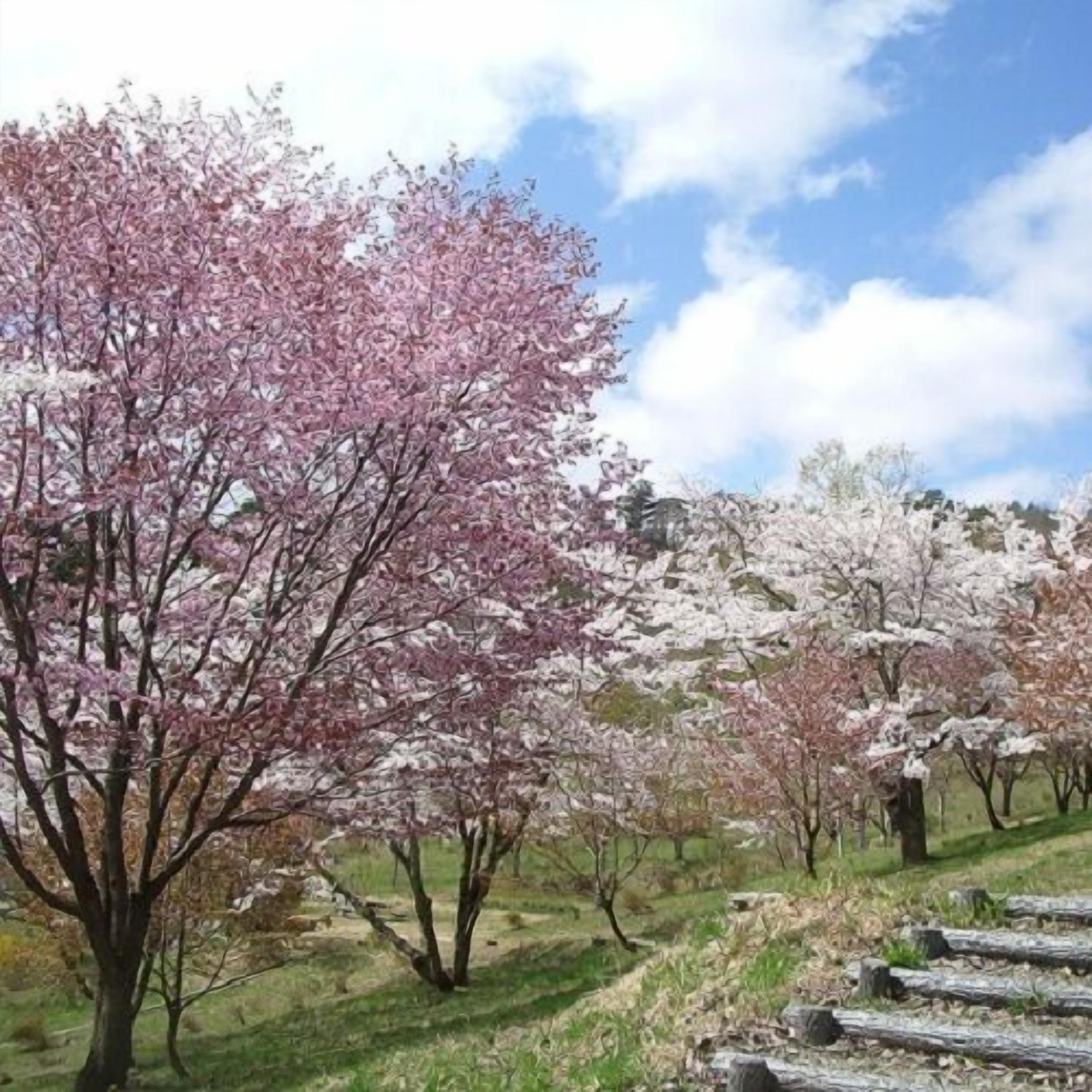 A row of cherry blossom trees in full bloom, a grassy area, and a stone pathway.
