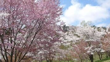 A row of cherry blossom trees in full bloom, a grassy area, and a stone pathway.