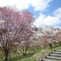 Una hilera de cerezos en flor, un área con césped y un sendero de piedra.