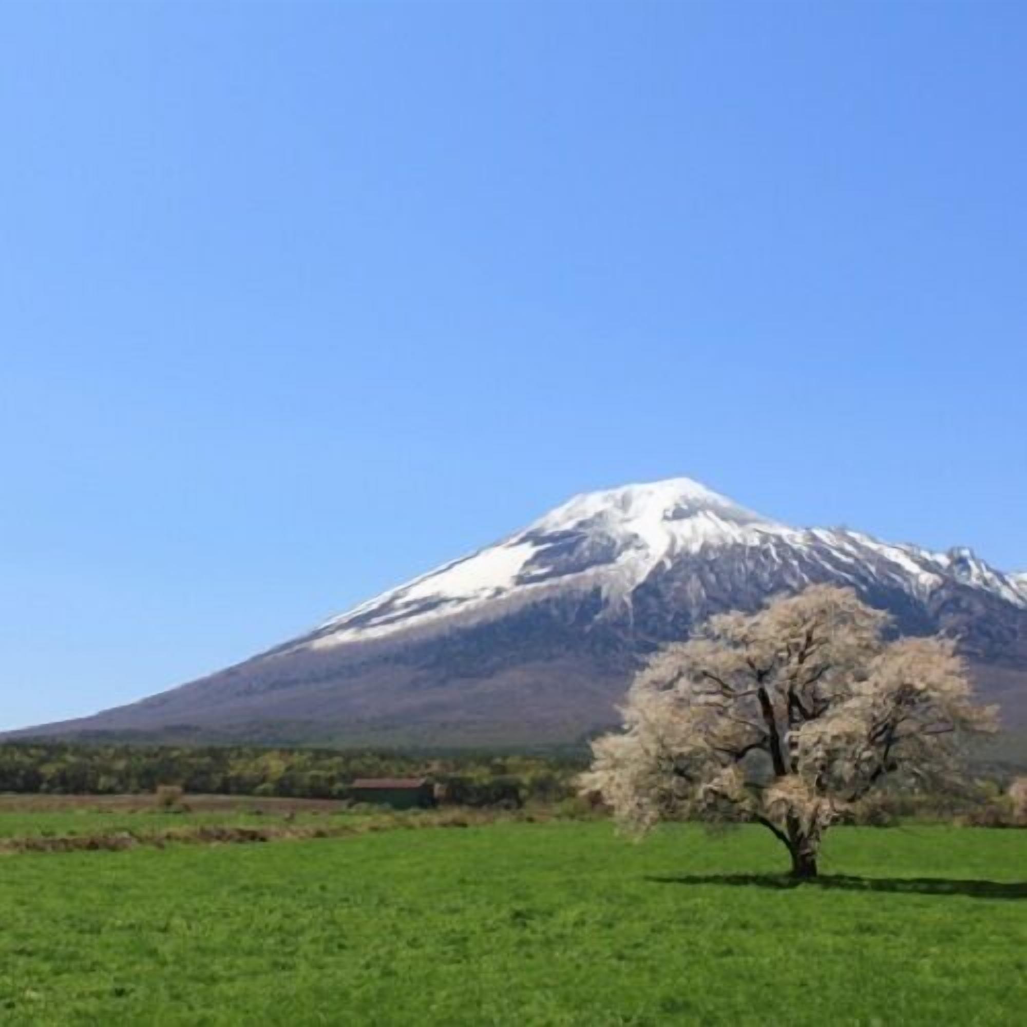 A mountain with a snow-capped peak and a single tree in the foreground.