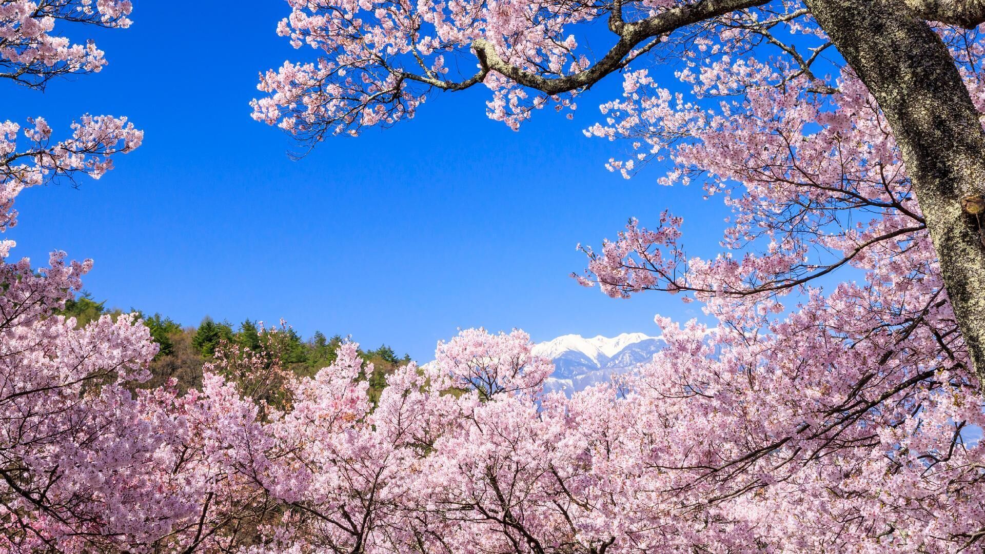 Kirschblüten vor einer Bergkulisse.