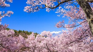 Cherry blossoms with a mountain backdrop. - Nakaya Ryokan (Ueda)