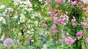 A garden with a pathway surrounded by lush greenery and flowering plants. - Atami Onsen Hiratsuru (Atami)