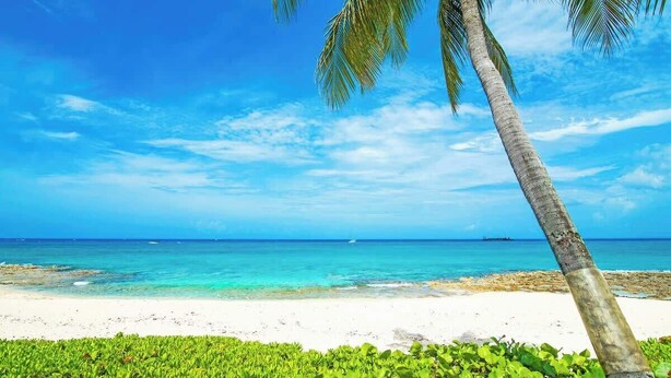 A beach with clear turquoise water, white sand, and a palm tree. - Oceanfront 2 BR & Pool - Cocoplum #5 on 7 Mile (7 Mile Beach)