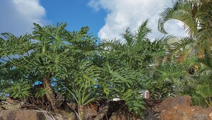 Une zone de sources chaudes avec une échelle métallique qui descend dans l’eau, entourée de rochers et de plantes tropicales.