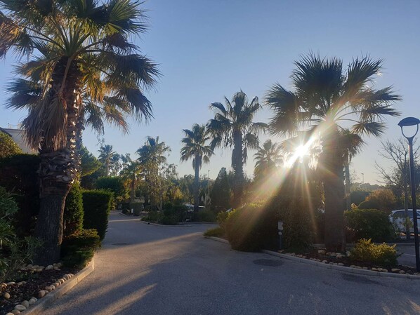 A paved road flanked by palm trees and shrubs, leading to a building with a visible entrance.