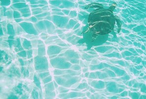 A turtle swimming in clear, turquoise water. - Thalassa Beach and Pool Villa (Yoron)