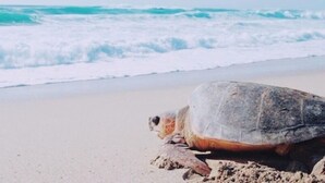 A turtle on a sandy beach with waves in the background. - Thalassa Beach and Pool Villa (Yoron)