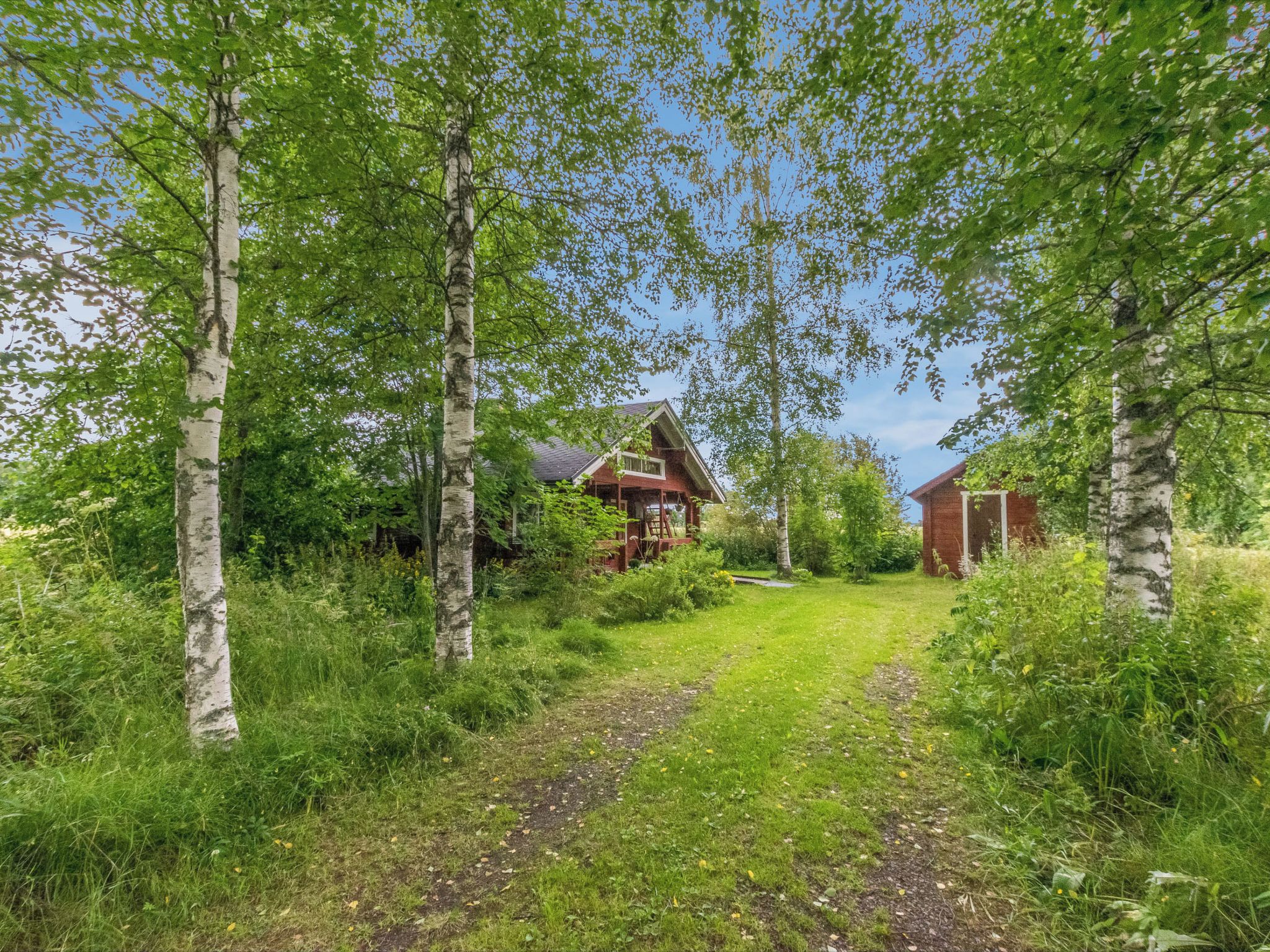A rural pathway leading to a wooden cabin surrounded by birch trees.