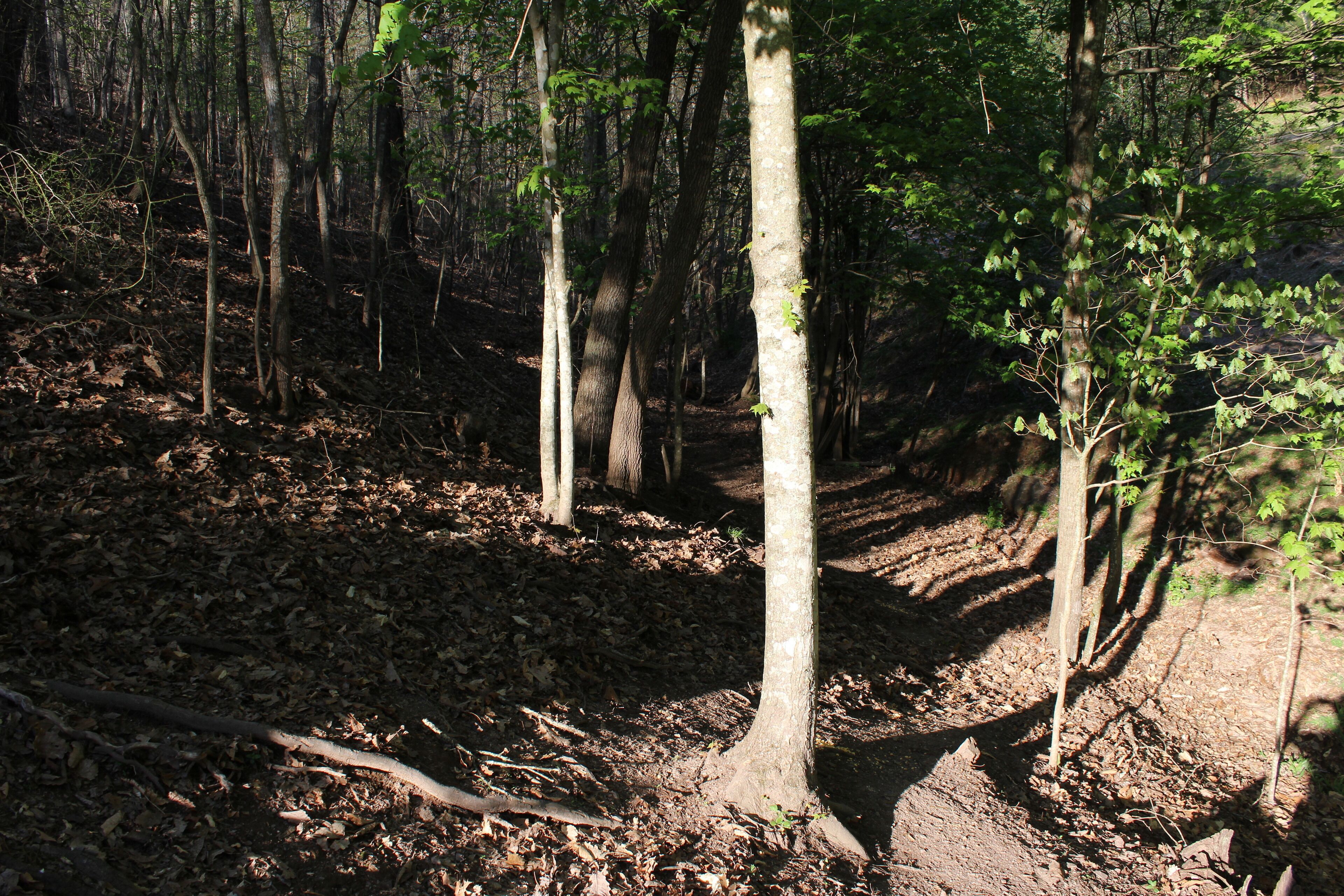 Une forêt où les arbres sont hauts et le sol est recouvert de feuilles mortes.