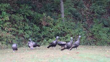 A group of turkeys in a grassy field with dense foliage in the background.