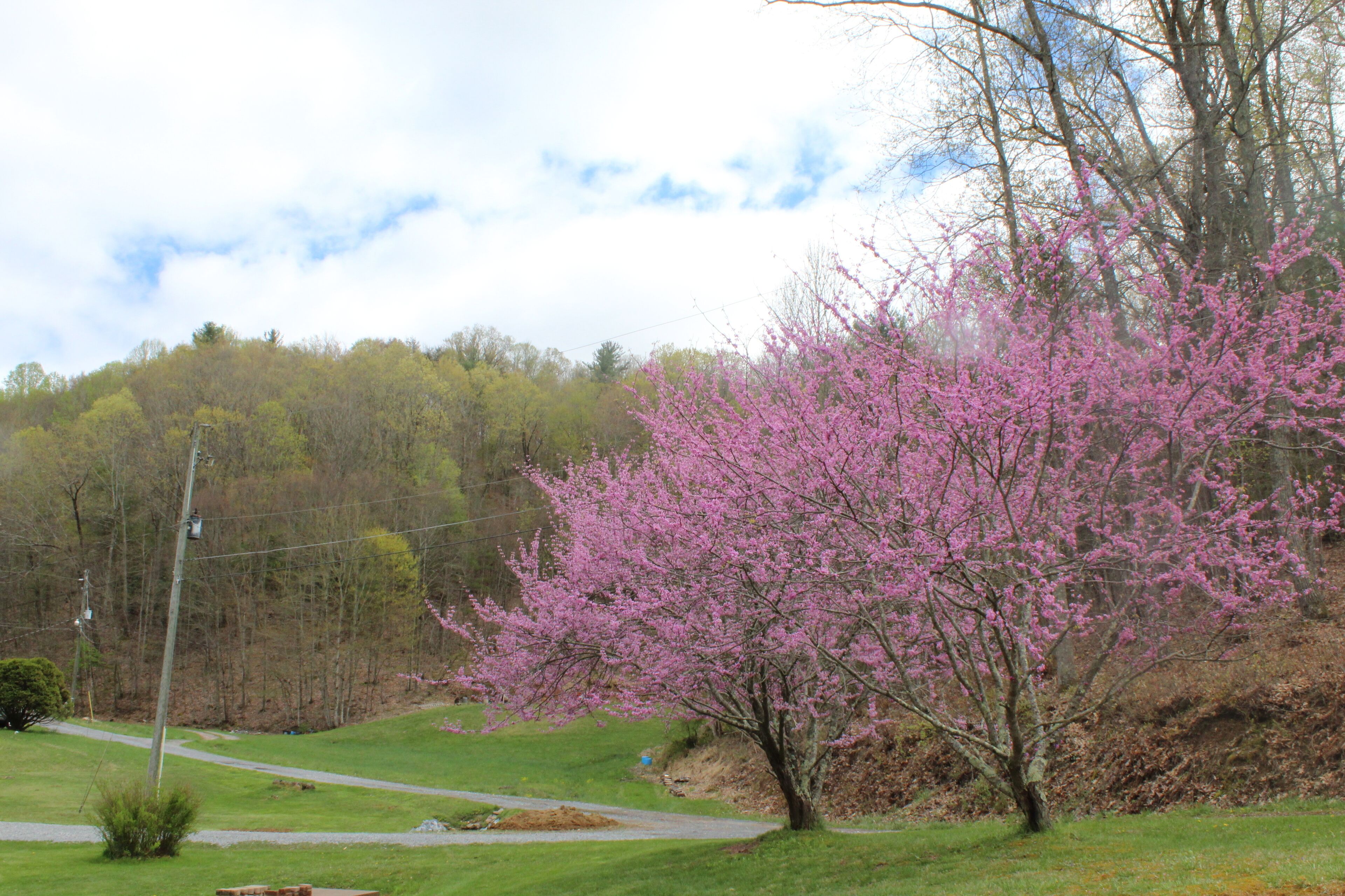 Ein Park mit einem Weg, einem Baum mit rosa Blüten und einer Rasenfläche.