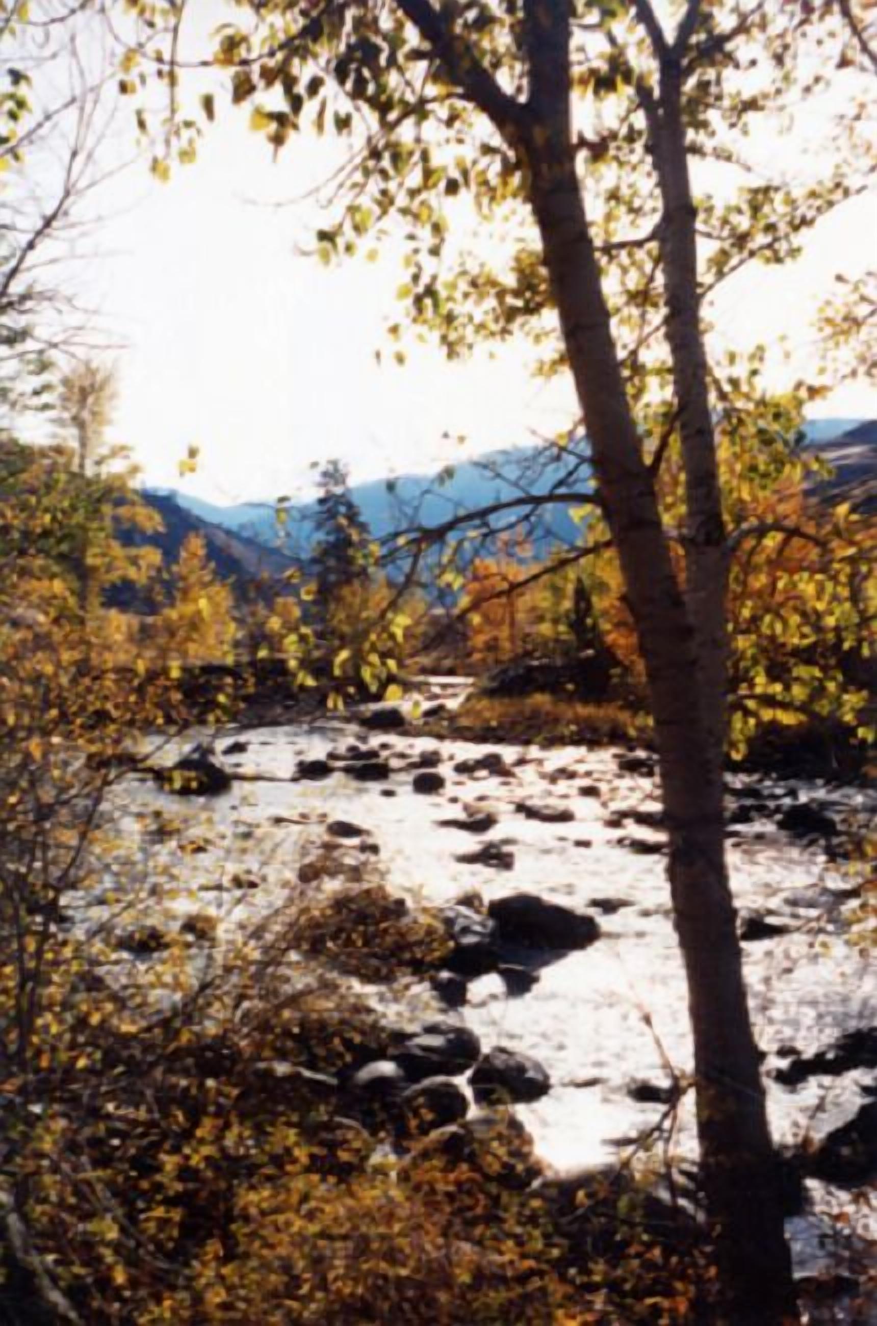 A river with rocks and trees in a natural setting.