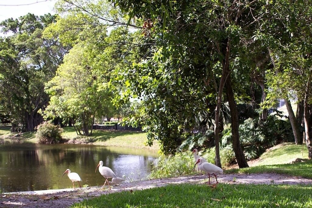 Een vredig park met een vijver, bomen en twee witte vogels.