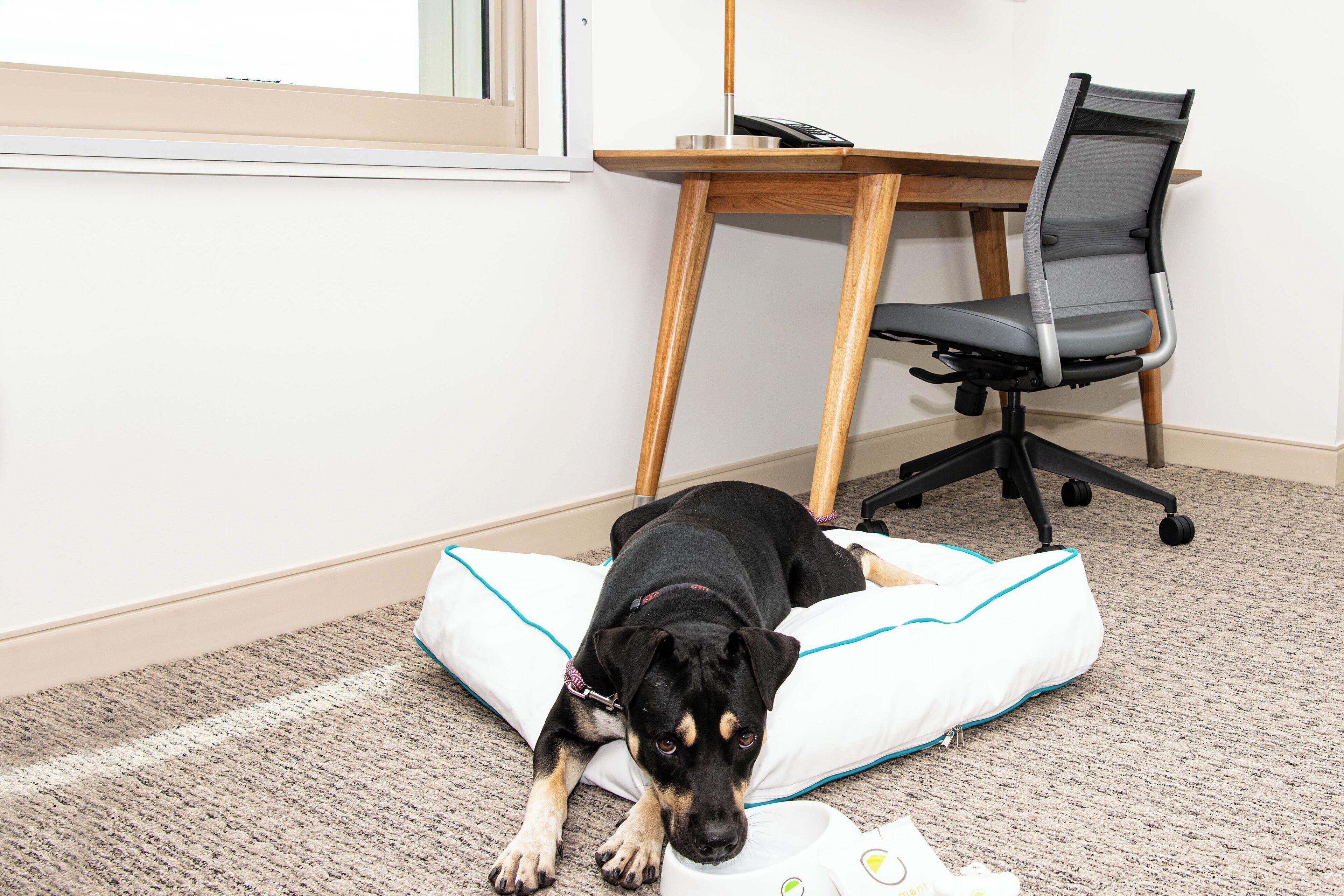 1 bedroom, premium bedding, in-room safe, desk