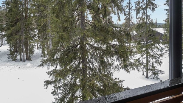 Un paysage enneigé avec de grands arbres à feuilles persistantes et un bâtiment en arrière-plan.