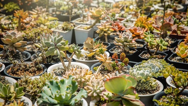 Diverses plantes suculentes i cactus en testos en un jardí.