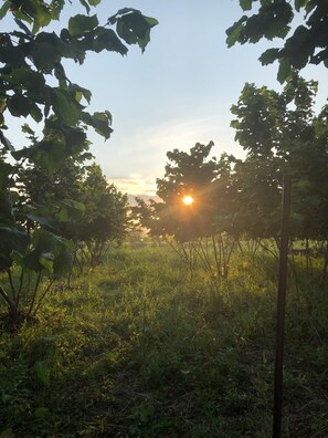 Un paisaje natural con árboles y luz solar.