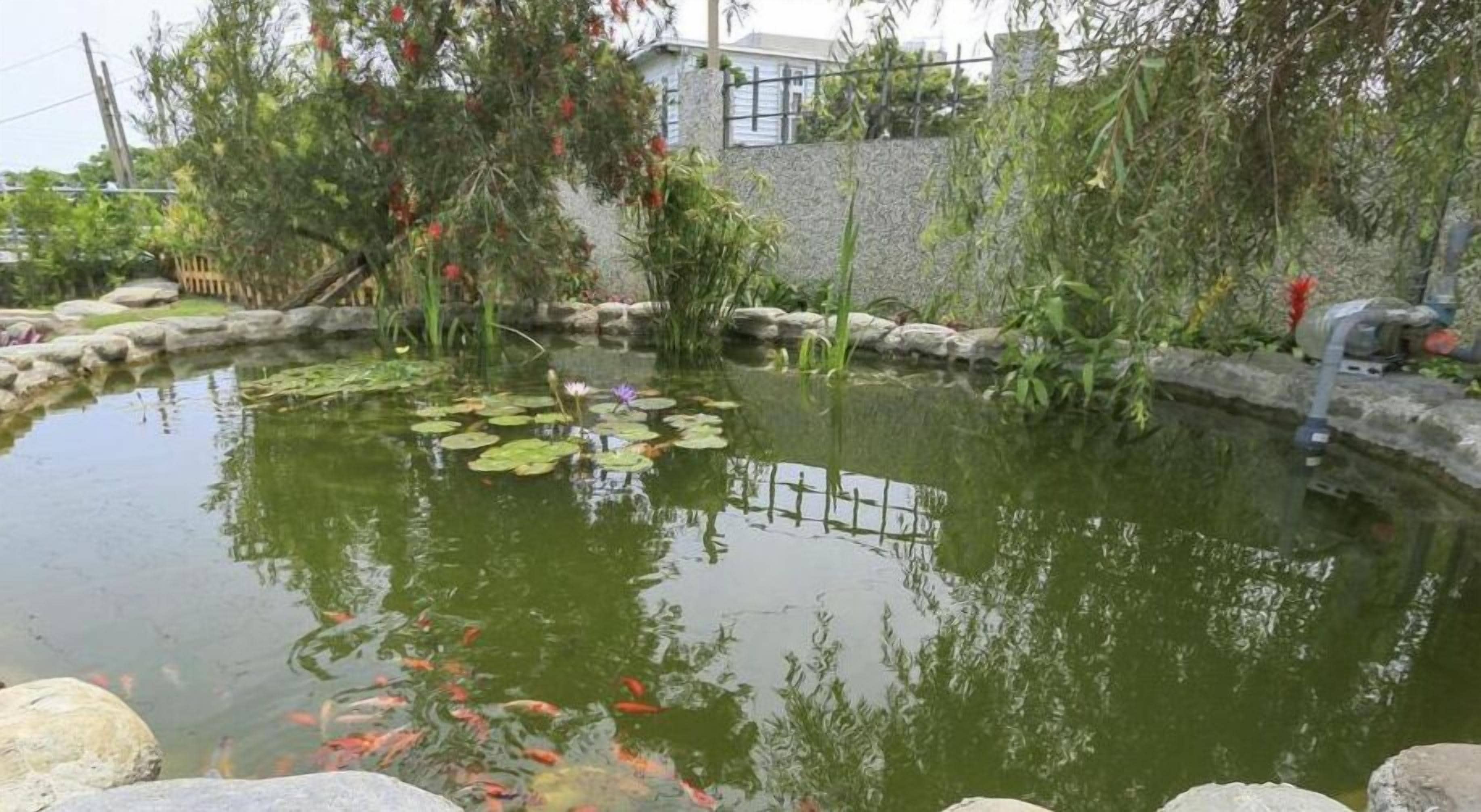 Um lago com nenúfares e carpas, rodeado por pedras e vegetação.