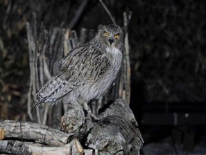 Exterior - Yuyado Daiichi (Nakashibetsu)