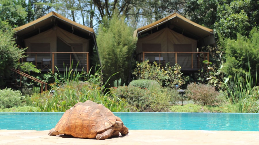 Wildebeest Eco Camp