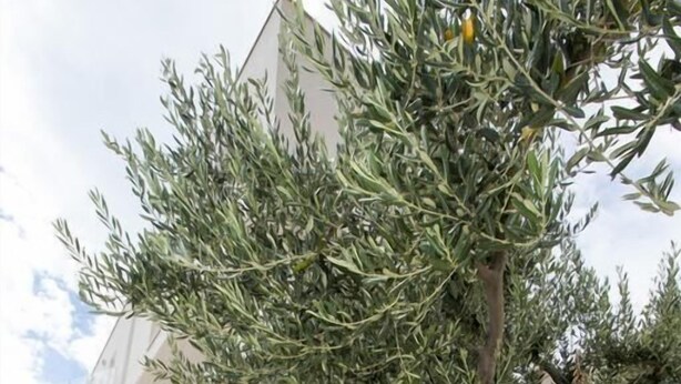 A white building with a large olive tree in front. - Studio apartment GIRO (Omis)