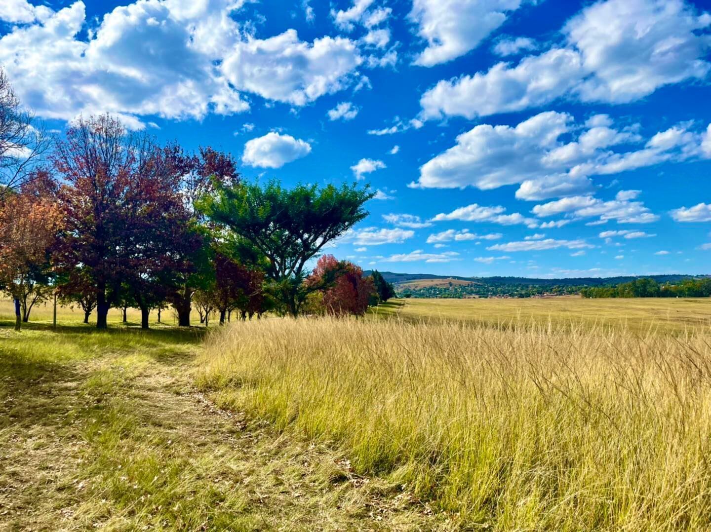 A rural landscape with trees and a clear sky.