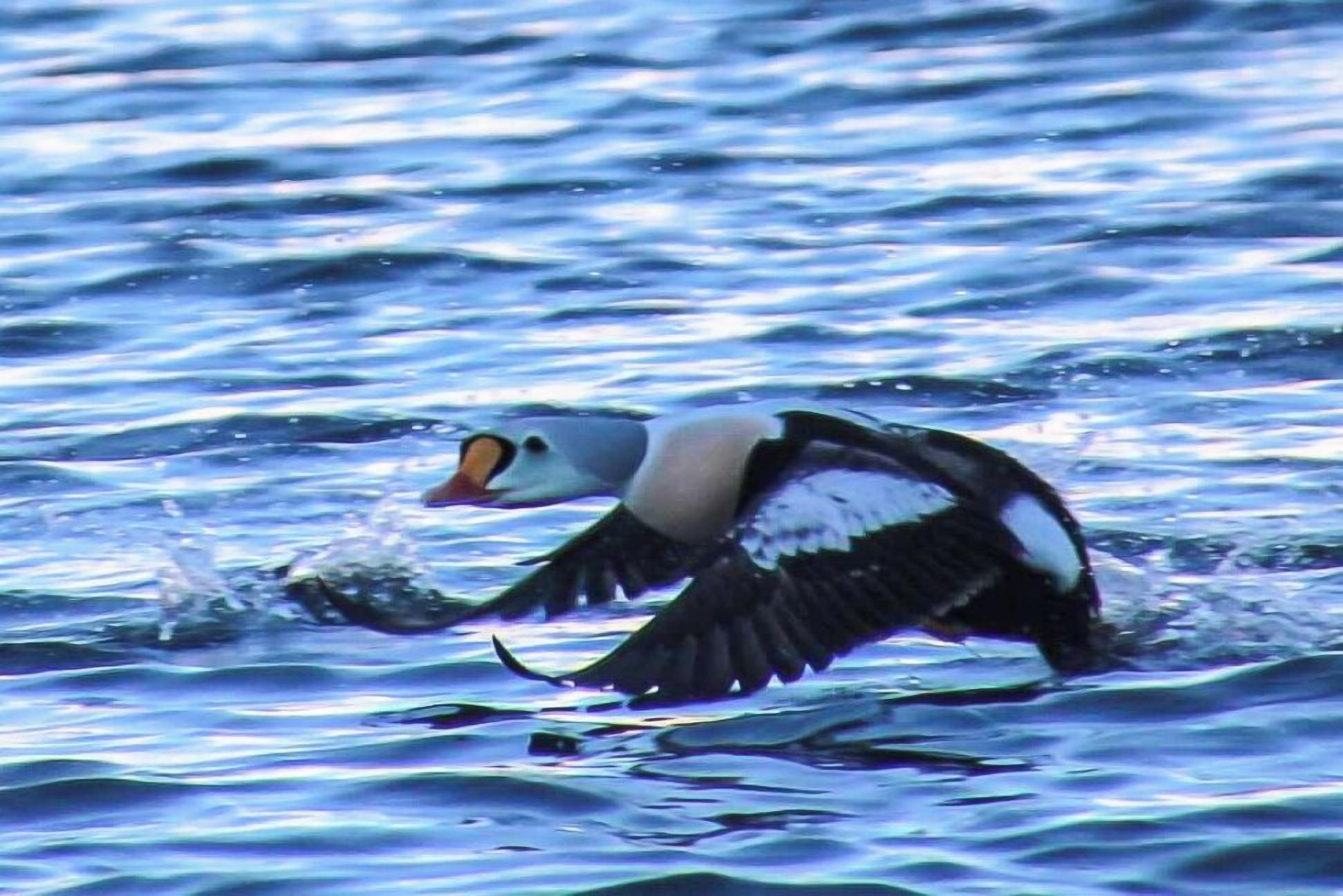 Être comme un poisson dans l’eau.
