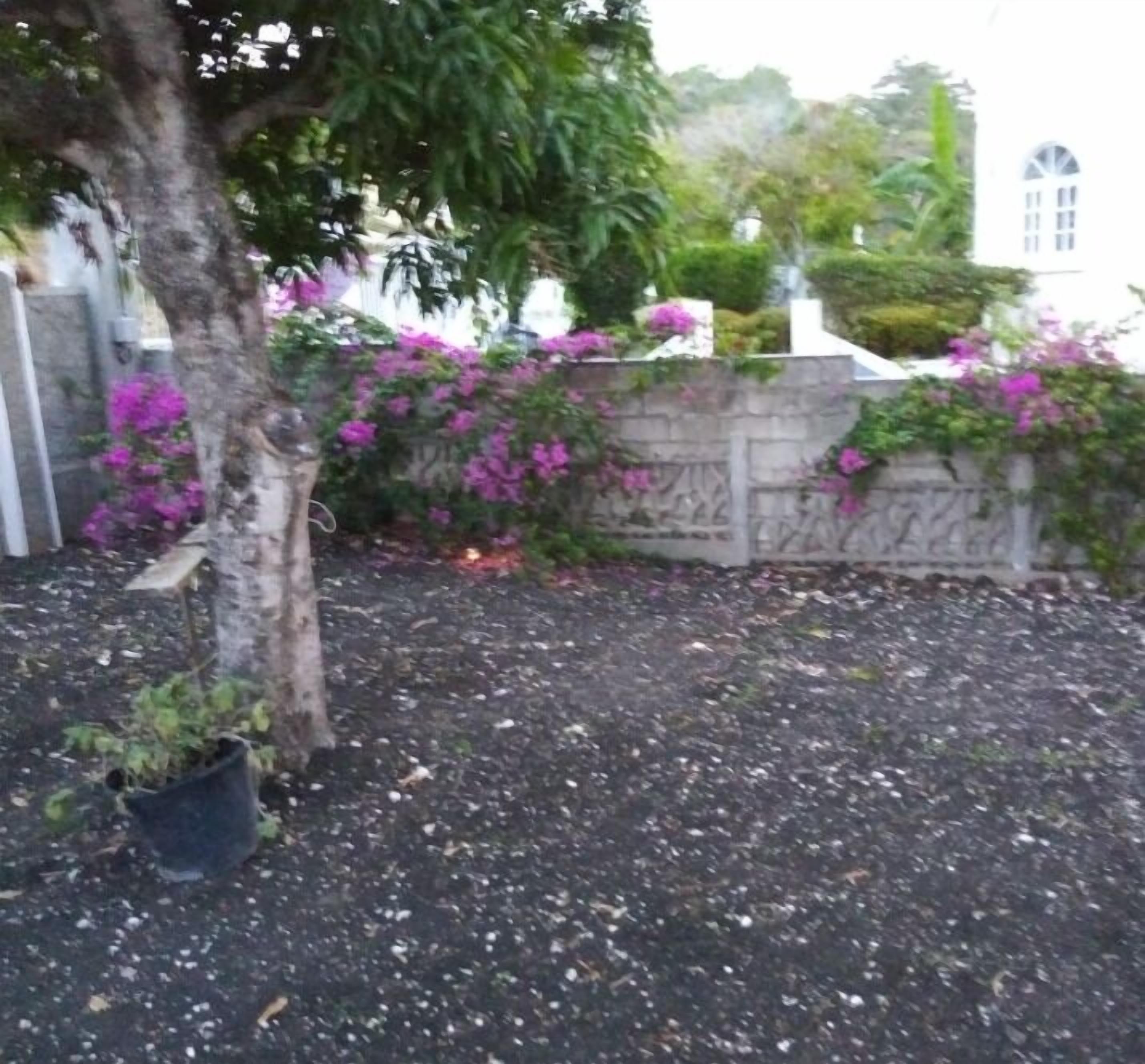 A garden area with a tree, a stone wall, and flowering plants.