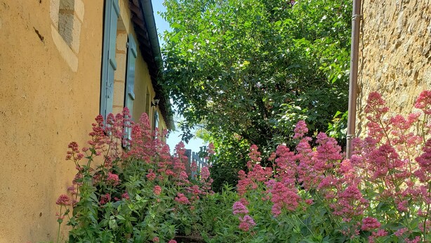 Un jardín con flores rosadas y un muro de piedra.