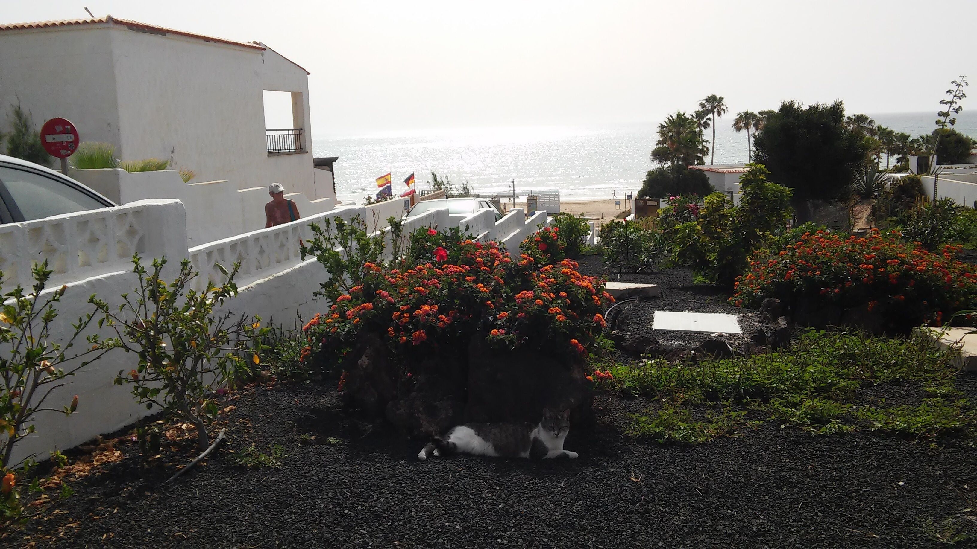 A coastal garden with a cat, a white building, and a view of the sea.