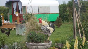A rustic outdoor setting with a chicken, a green and white trailer, and a garden with various plants. - Le Clos des Epinettes (Angé)