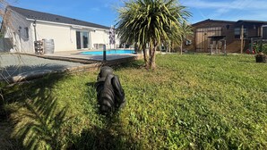 Un jardin avec une piscine, un palmier et un chien.