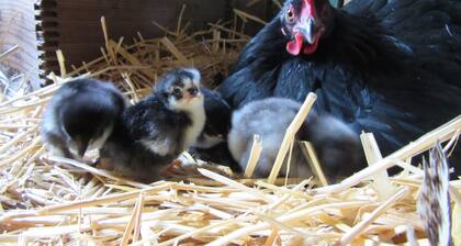 The Hen House & Gardens: Near USAFA & PineCrest Event Center