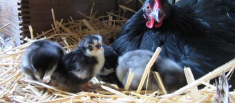 The Hen House: Near USAFA & Renaissance Festival