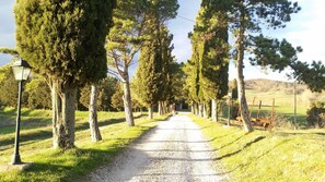 Un sendero de grava bordeado por altos árboles y un poste de luz.