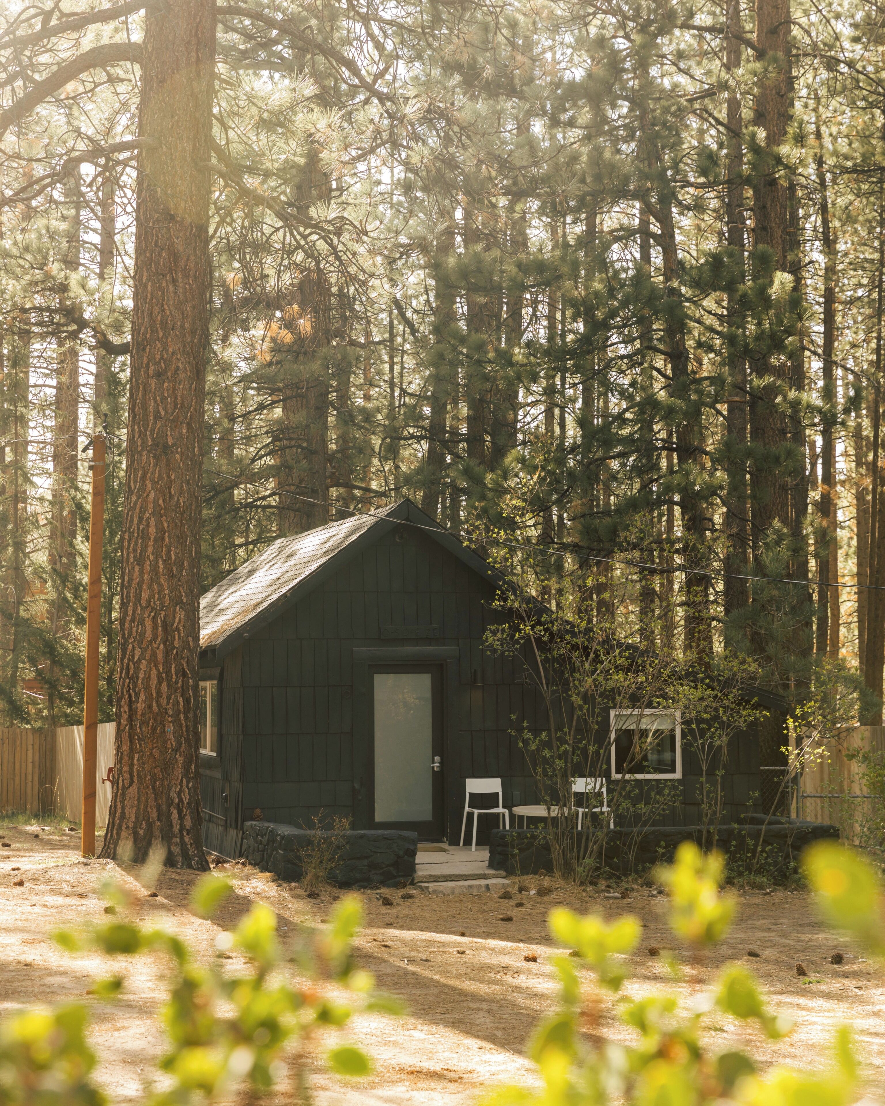 Une petite cabane entourée de grands pins.