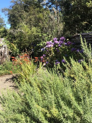 Garden - Hamilton's Place (Puerto Varas)