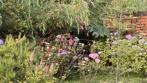 A garden with various flowering plants and a brick wall in the background. - Hamilton's Place (Puerto Varas)
