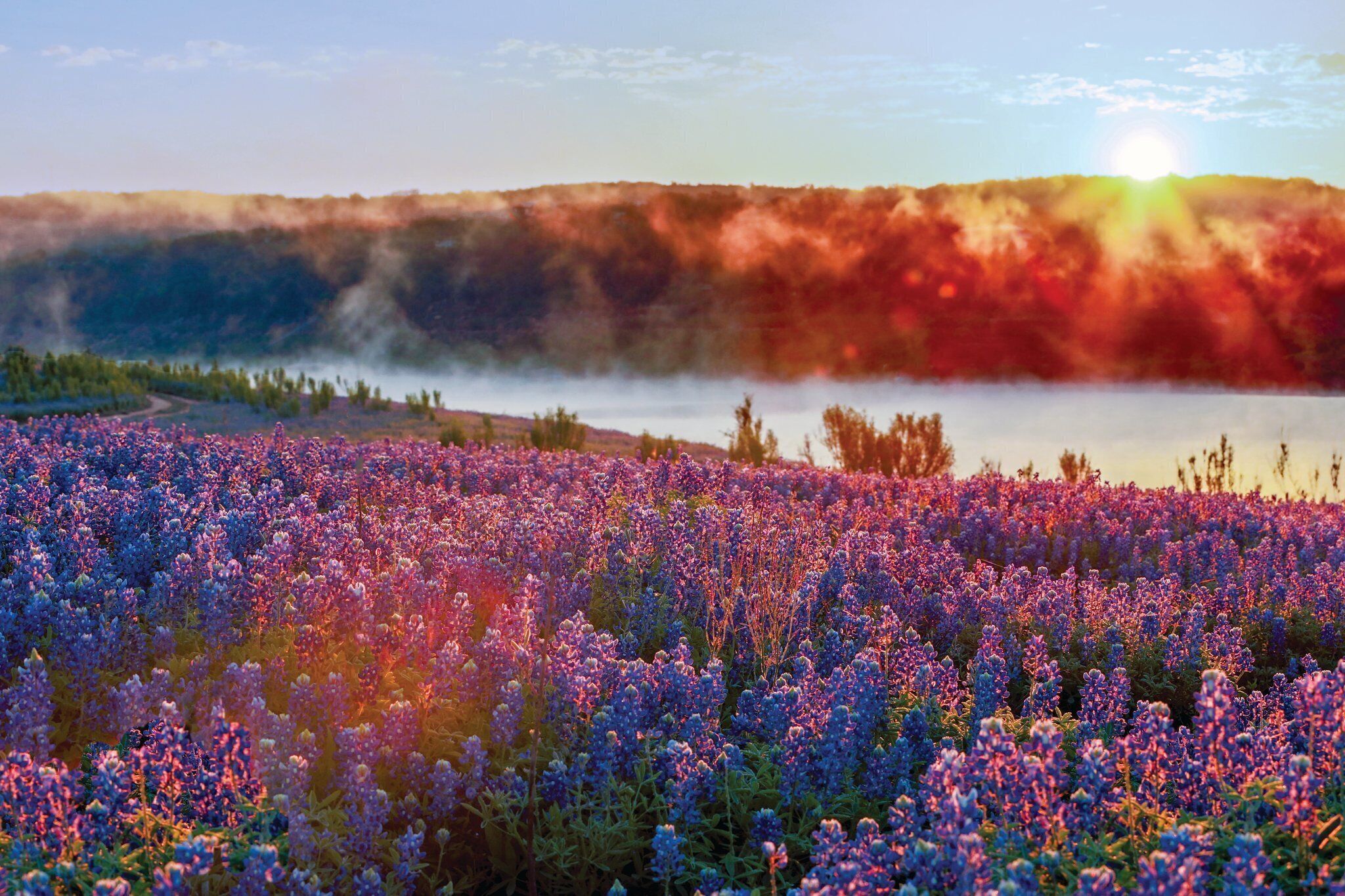 Un campo de flores moradas con una montaña al fondo y el sol poniéndose.